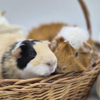Rescue Guinea Pig Guinea Pigs for Adoption in Angleton, Texas - Leo & Yuki | PetCurious